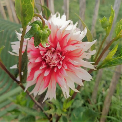 Dahlia