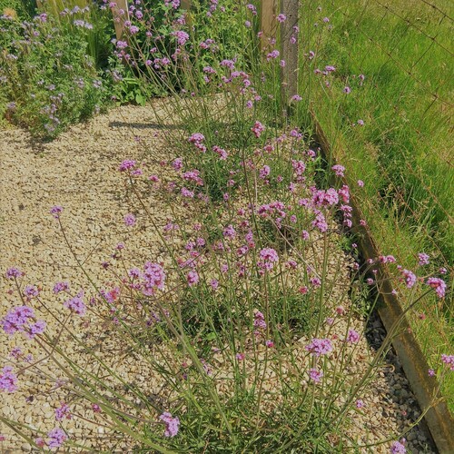 Verbena Bonarensis
